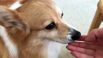 cute dog, press the button and eat it