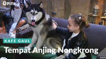 Tempat Anjing Nongkrong