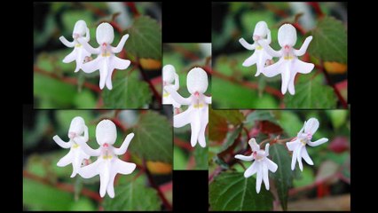 Do you know the name of this flower - They look as the beautiful women. The name of this flower is  -Impatiens Bequaerti