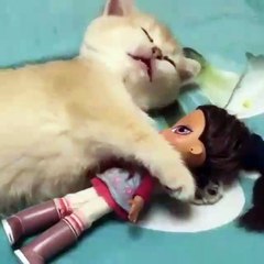 Phòng khám đa khoa Đại Đông - Cute cats #8