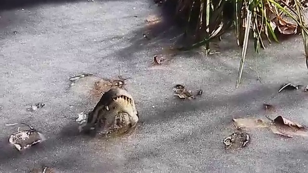 Regarder comment les alligators survivent quand l'eau est gelée