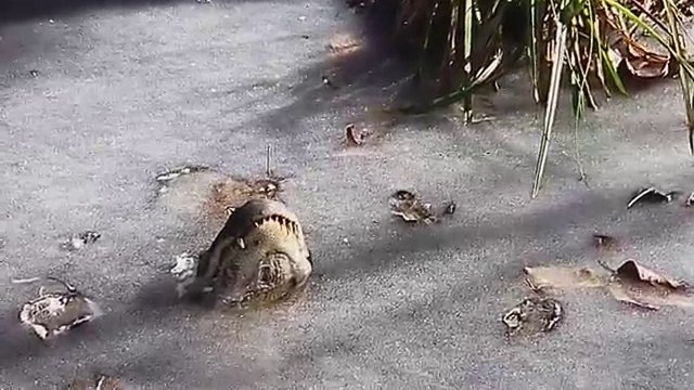 Regarder comment les alligators survivent quand l'eau est gelée