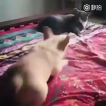 dog teasing dog