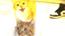 Cat Penis (Uncensored)-X6JznqlhOMs
