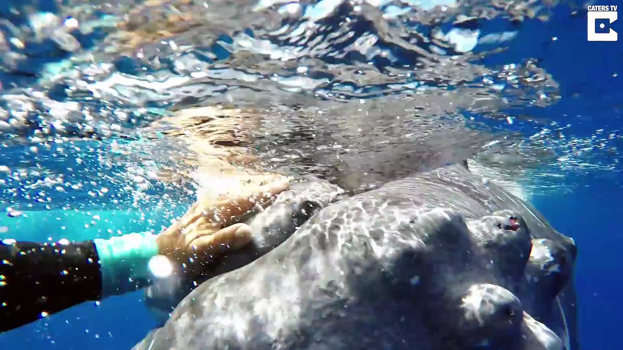 Une baleine protège une nageuse d'un requin en la poussant et en la mettant sur son dos