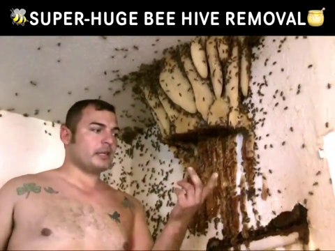 Regardez la taille de cet essaim d'abeille géant... Incroyable