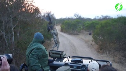 Quand un léopard venu de nulle part bondit devant toi pour attraper un oiseau