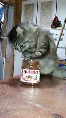 Les chats aussi aiment le nutella