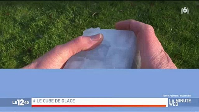 Buzz : Un chien qui adore la luge passionne les internautes sur les réseaux sociaux - Regardez