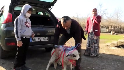 Lösemili küçük Arda'nın 'kuzu' hayali gerçekleşti - SAMSUN