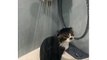 La tête de ce chat sous la douche.... Alors tu aimes ?