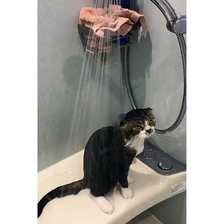 La tête de ce chat sous la douche.... Alors tu aimes ?
