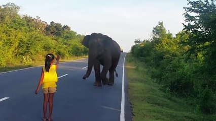 Une fillette fait reculer un éléphant