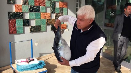 Tropikal suların sakini Antalya Körfezi'nde - ANTALYA
