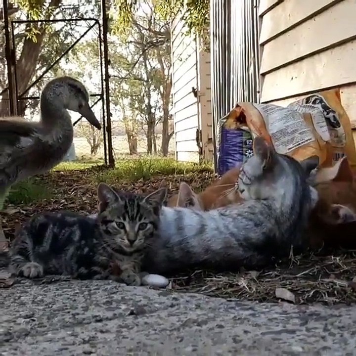Un canard vient dormir auprès des chats