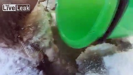 Un chat congelé sauvé de la mort,après une nuit à -35 degrés