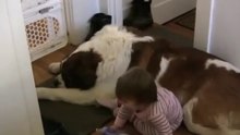 Toddler Tries Ride St. Bernard - (Dog Ain't Having