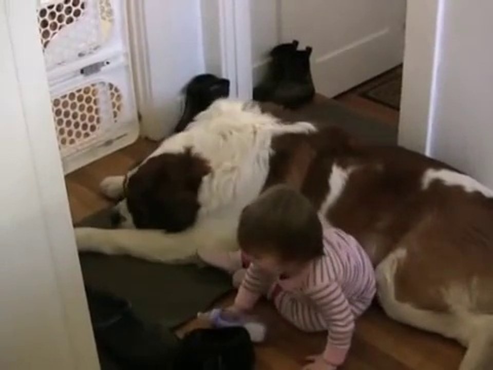 Toddler Tries Ride St. Bernard - (Dog Ain't Having
