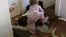 Toddler Tries Ride St. Bernard - (Dog Ain't Having It)