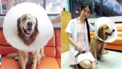 Descargar video: Anjing Golden Retriever yang terluka bisa temukan jalan ke dokter - TomoNews