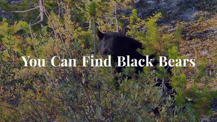 Game for a spine chilling Jungle Safari?