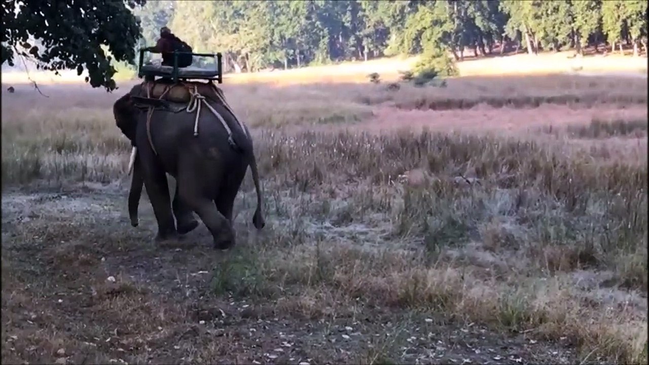 Un tigre fait face à un éléphant