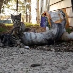 Quand un canard vient dormir avec ses amis les chats... Adorable
