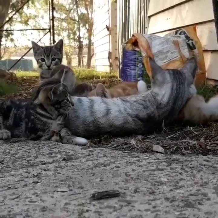 Quand un canard vient dormir avec ses amis les chats... Adorable