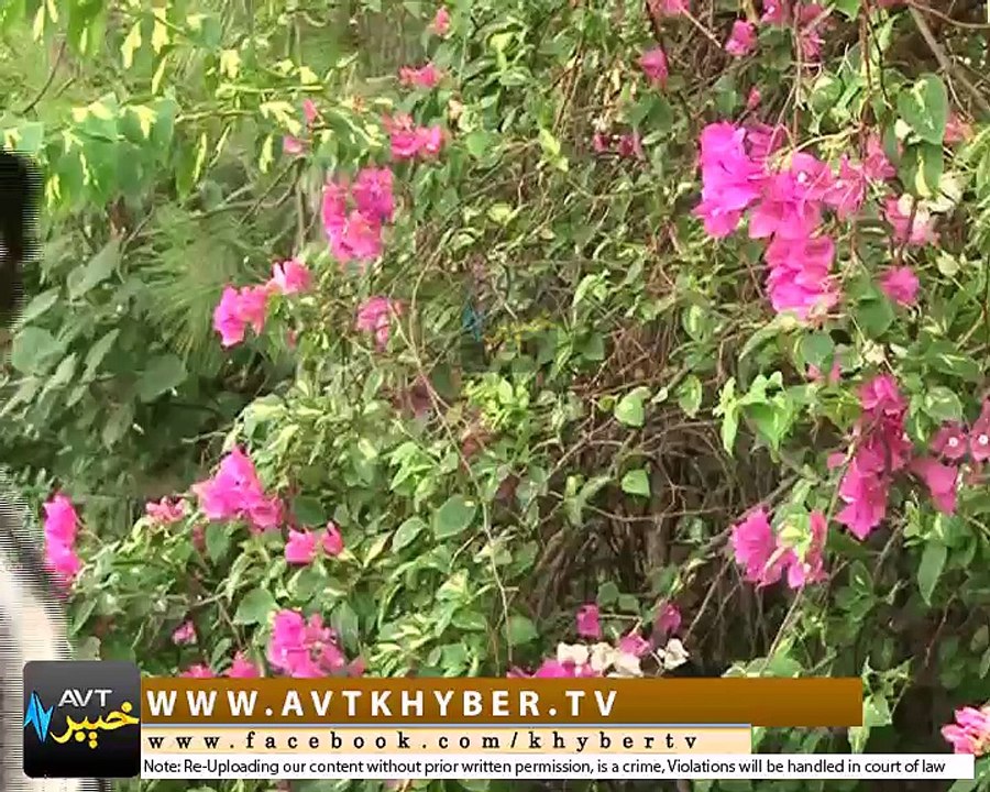 WARA QISSA '' DRAMA '' [09-01-2018]