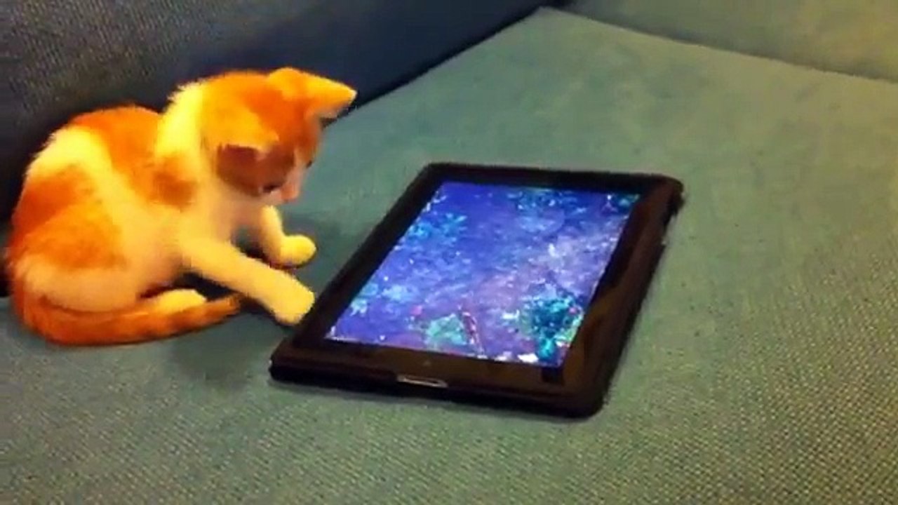 Котенок играет с планшетом | Kitten playing with a tablet
