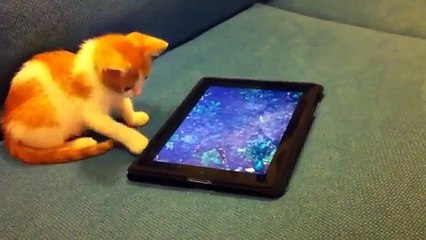 Котенок играет с планшетом | Kitten playing with a tablet
