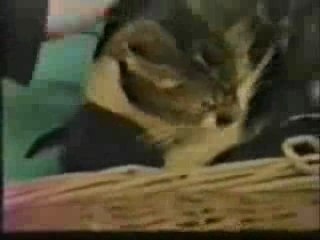 Viva la liberacion animal - liberation animale