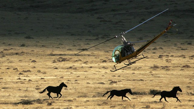 Saving the Wild Horses of the American West