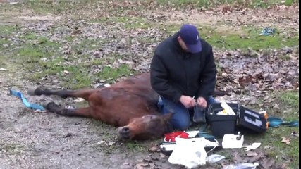 Veteriner Hekimin Söyledikleri Yürekleri Dağladı