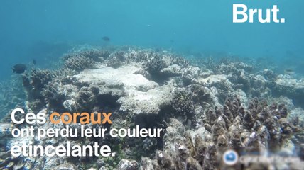 Скачать видео: Le blanchissement des coraux s'accélère