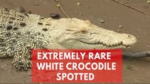 Extremely rare white crocodile spotted in Australia's Adelaide River