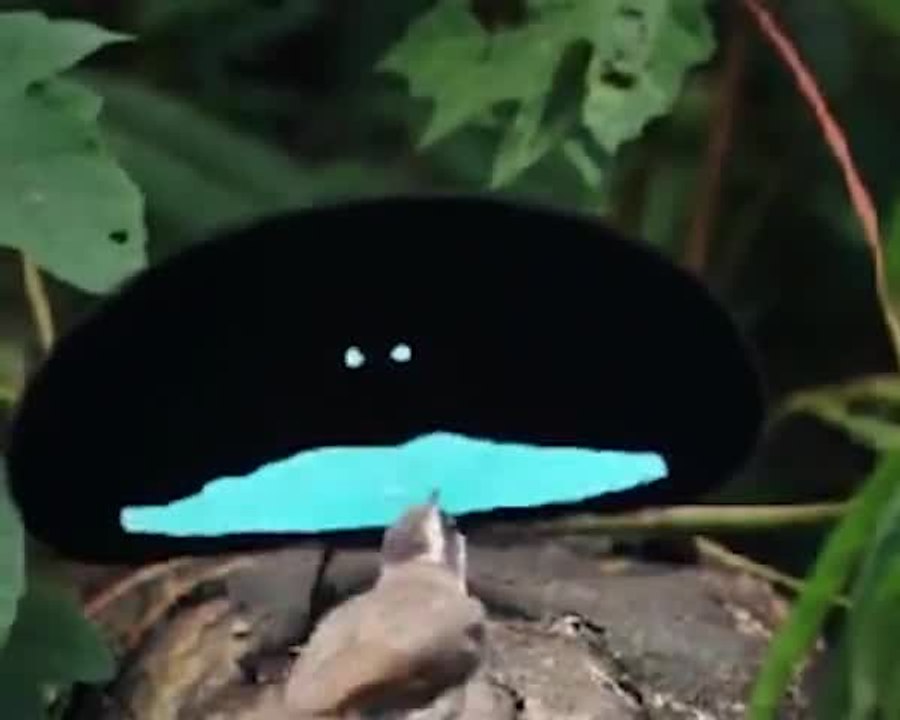 This Bird Couldn't Be More Black