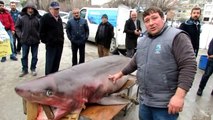 400 Kilo Ağırlığındaki Köpek Balığı, Vatandaşların İlgi Odağı Oldu