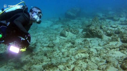 Aussie divers cut stingray free from fishing gear
