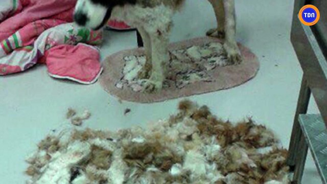 Deux Saint-Bernard qui baignaient dans leurs excréments sauvés le soir du Nouvel An !