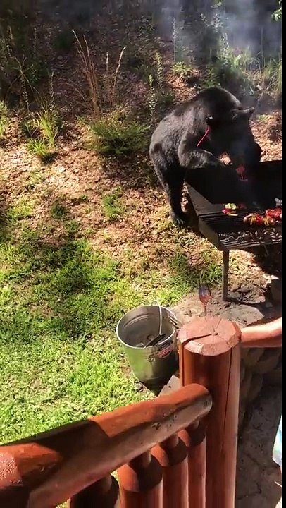 Un ours vient leur voler de la viande pendant leur barbecue