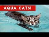 Cats in Water - Cute Videos Of Animal Cat