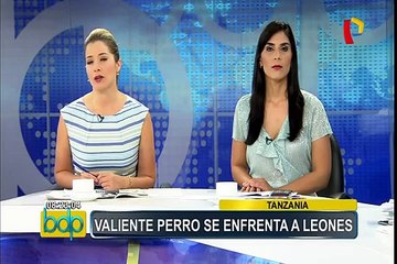 Tanzania: un valiente perro ahuyenta a dos leones