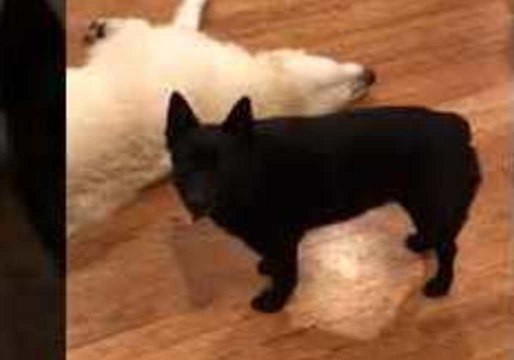 Doggy Daycare Rehearses for New Year's Eve Celebrations