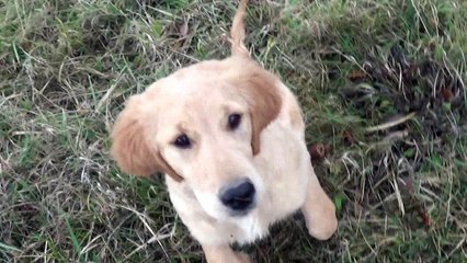 Travail du retriever - Arrow 4 mois à Sansot