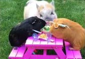 Piggie Ruins Guinea Pigs' Picnic