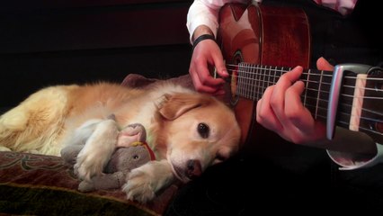 On vous présente Maple, une adorable chienne qui adore quand son humain joue de la guitare