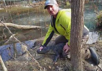 Frozen Alligators Thaw Out as North Carolina Temperatures Rise