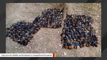 Over 400 Bats Die In Australian Heat Wave, Rescuers Rush To Save Rest Of Colony