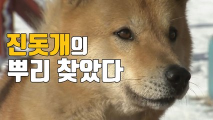 [자막뉴스] 한국 토종 '진돗개' 뿌리 "정답 나왔다!" / YTN